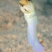 jawfish_yellowhead_dw_wc_v_0083_tci1908.jpg